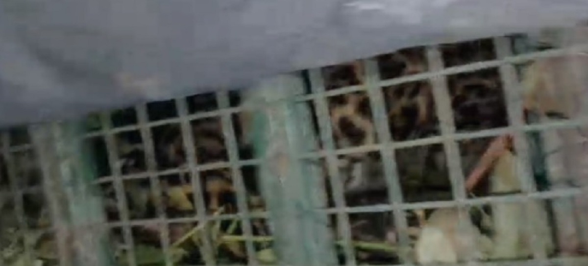 ফের খাঁচায় আটক চিতা