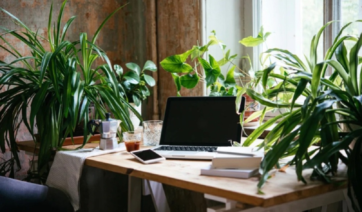 কম পরিচর্যাতেই পছন্দের এই গাছগুলি দিয়ে সাজিয়ে তুলতে পারেন অফিস ডেস্ক