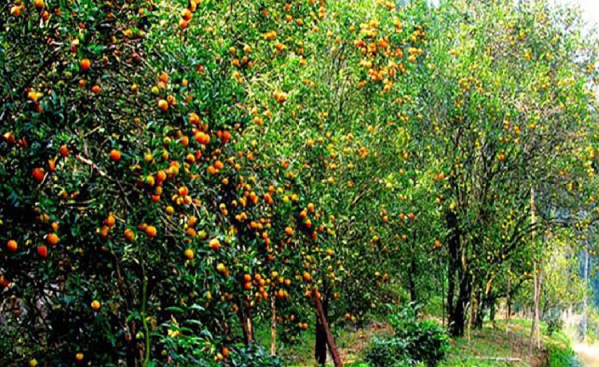 শীতের মরশুমে গন্তব্য হোক থাপাগাঁও