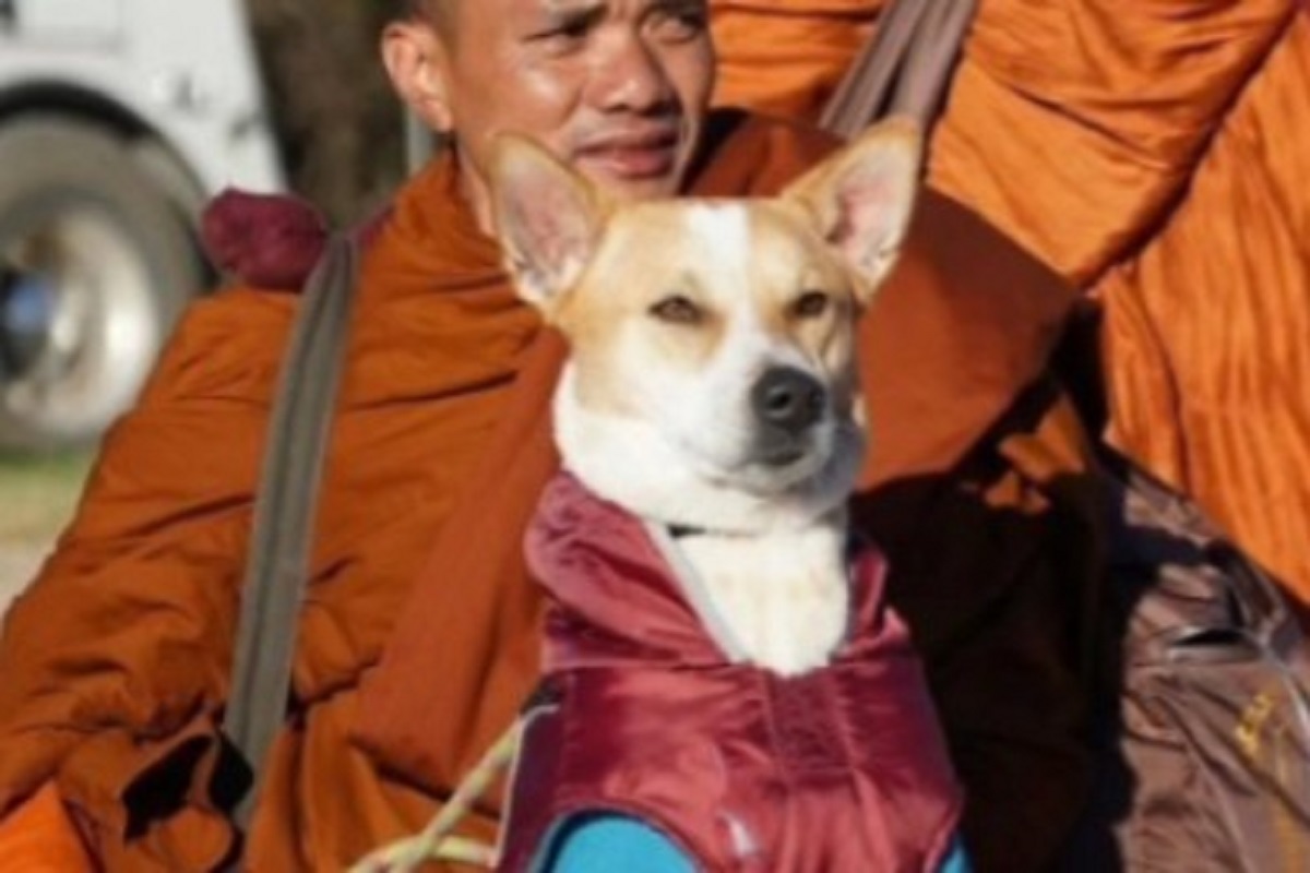 বিশ্বপরিক্রমার ১০০ দিন, শান্তির যাত্রায় সঙ্গী ভারতীয় পথ কুকুর