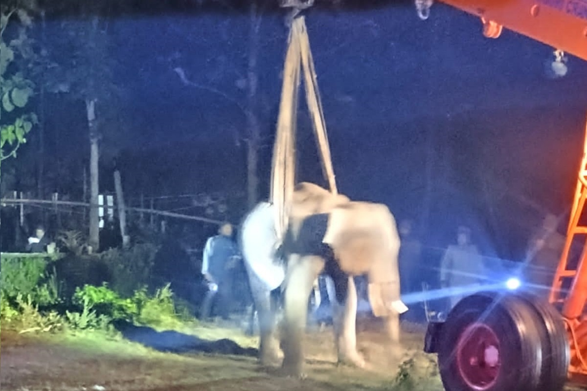 বনদপ্তরের তৎপরতায় উদ্ধার বুনো হাতি