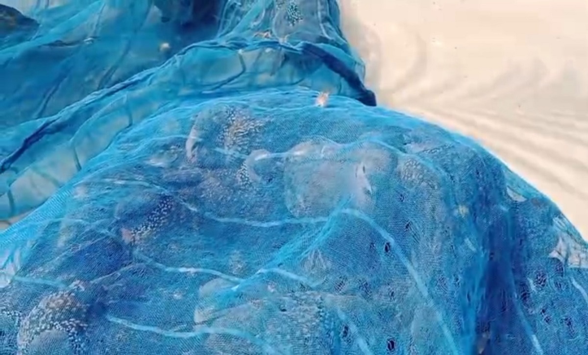 খাঁচা ভেঙে প্রকৃতিতে ফিরল ঘুঘুর দল