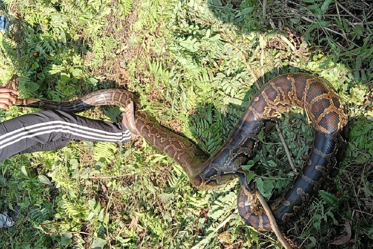 পশ্চিম দুরুমারীতে বিশাল রক পাইথন উদ্ধার, এলাকায় চাঞ্চল্য