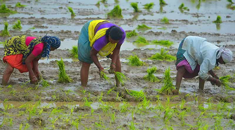 ক্ষতিপূরণ দেওয়া হবে কৃষকদের