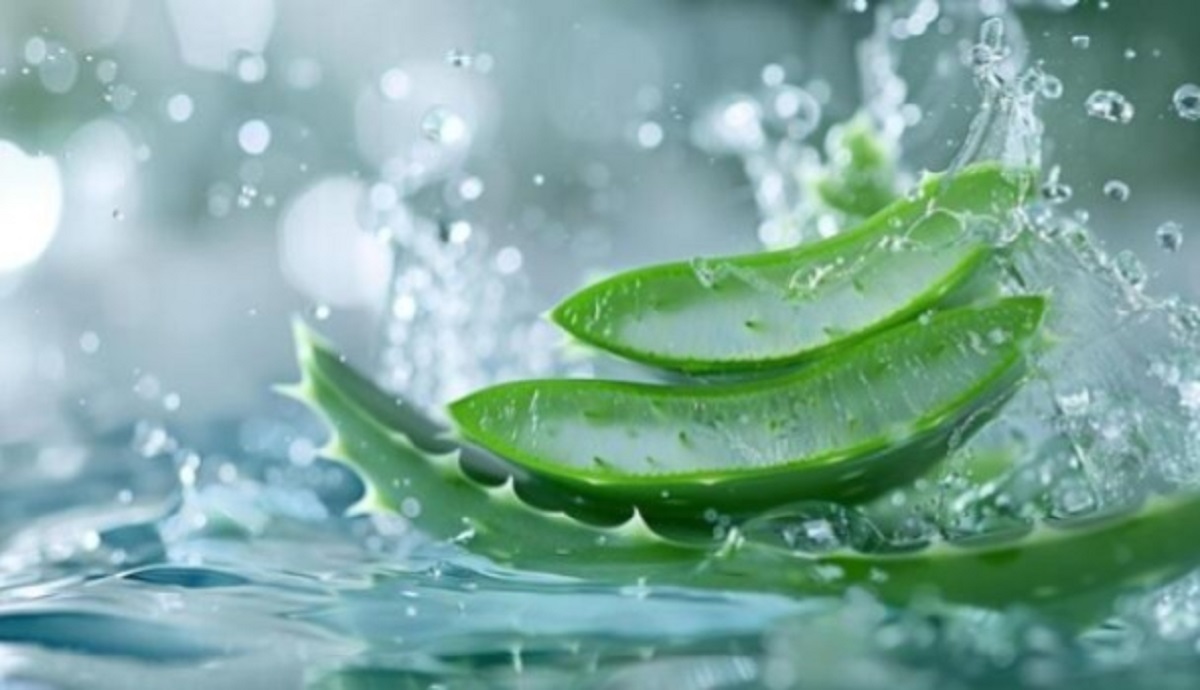 অ্যালোভেরায় লুকিয়ে চুলের পুষ্টির গোপন রহস্য